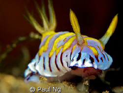 Taken with Canon G10 with Inon strobe by Paul Ng 